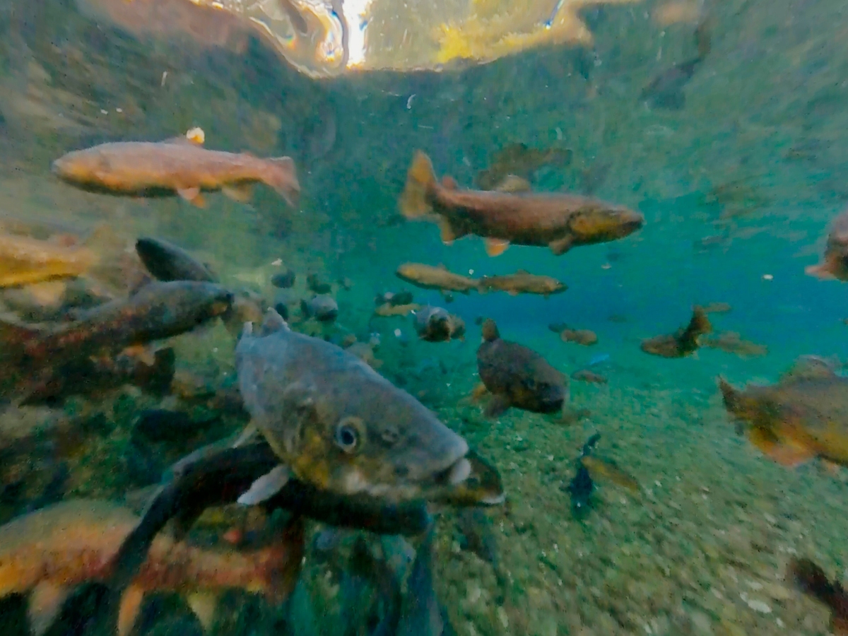 VR Video Erlebnis Aquakultur Fische