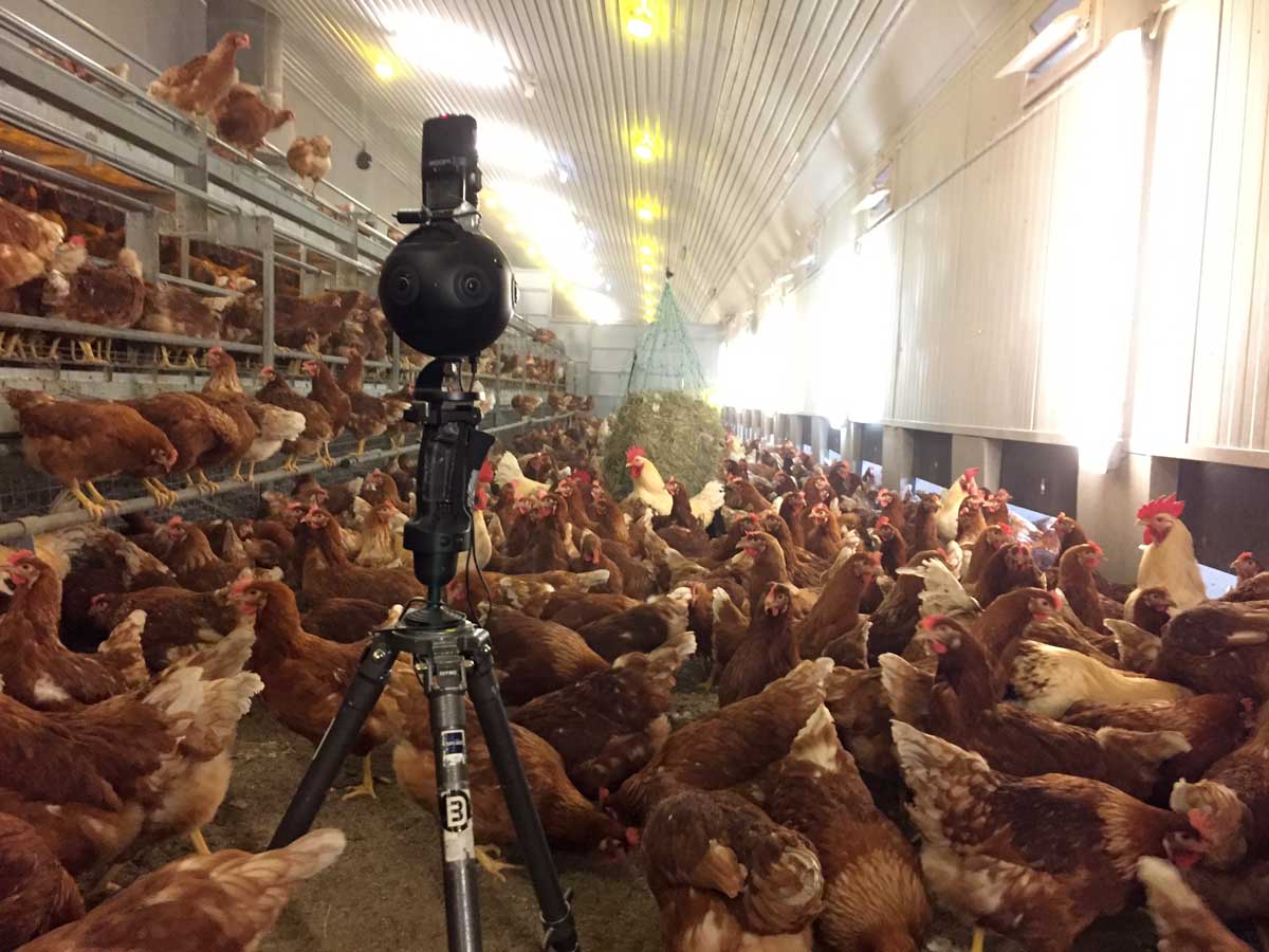 360 Grad Videokamera Geflügelhof