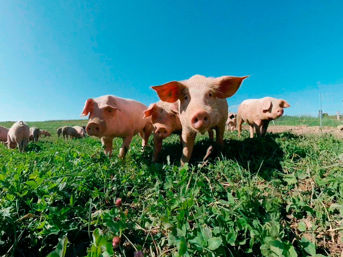 VR Video Erlebnis Tierwohl Schweine