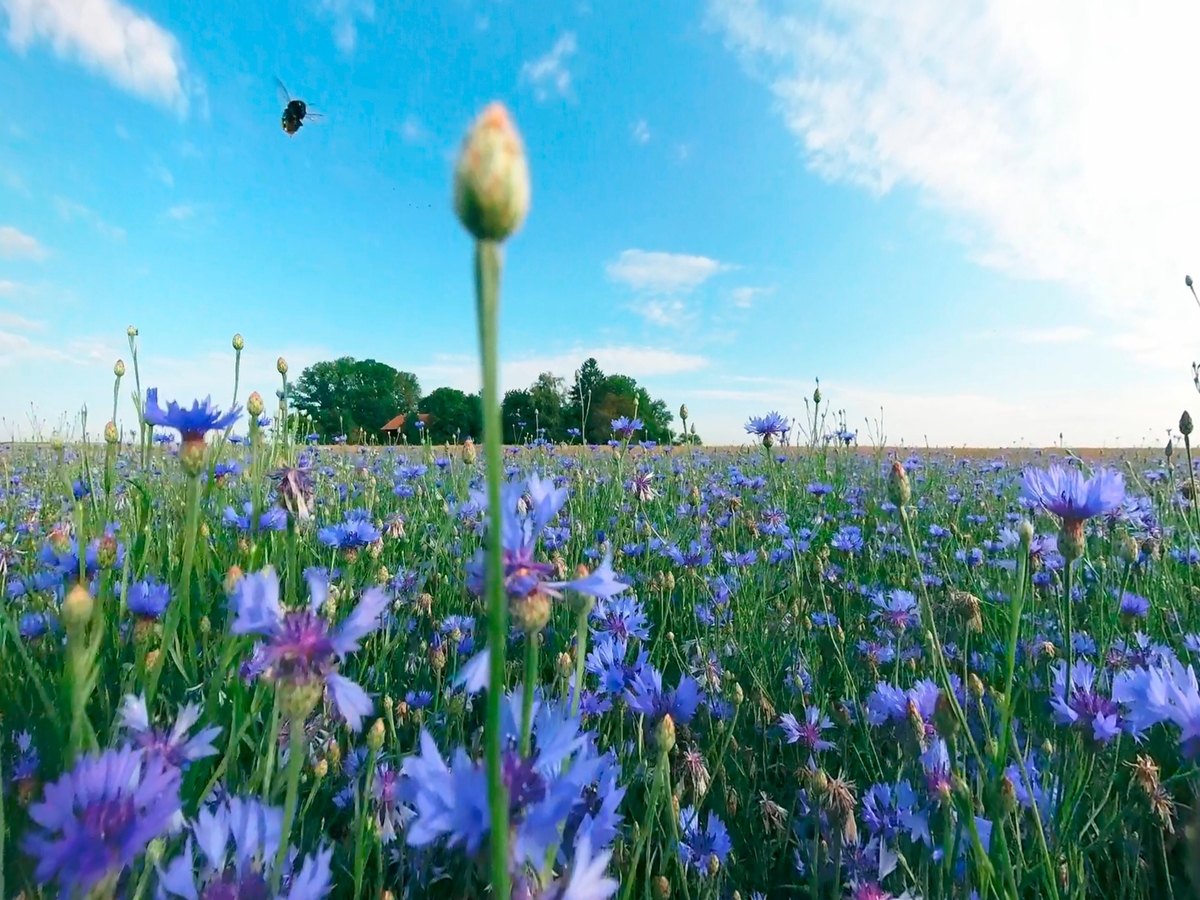 VR Video Erlebnis Biodiversität Kornblumen