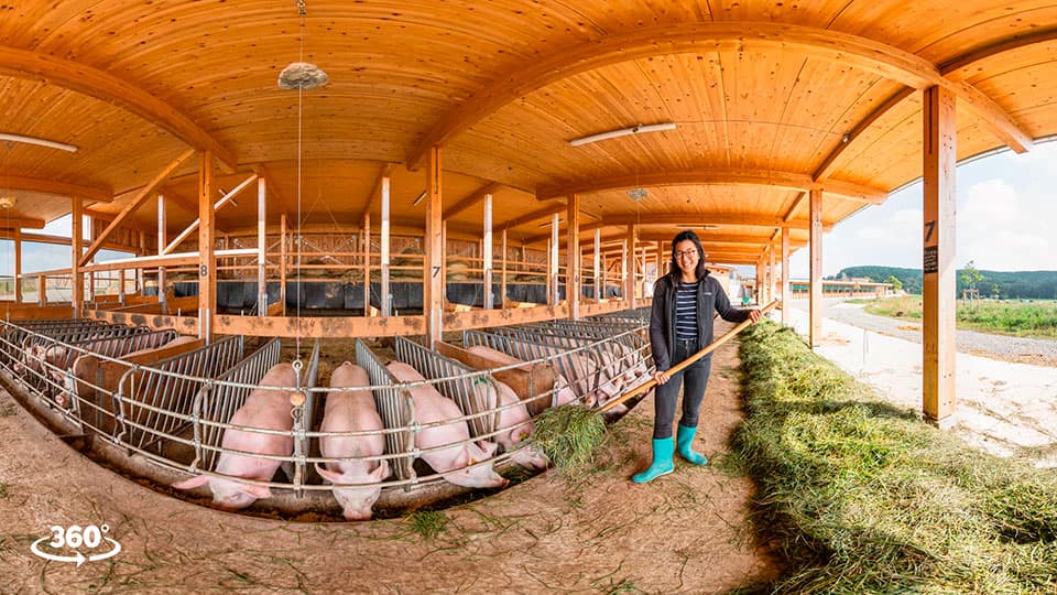 360° Rundgang im Bio-Schweinestall